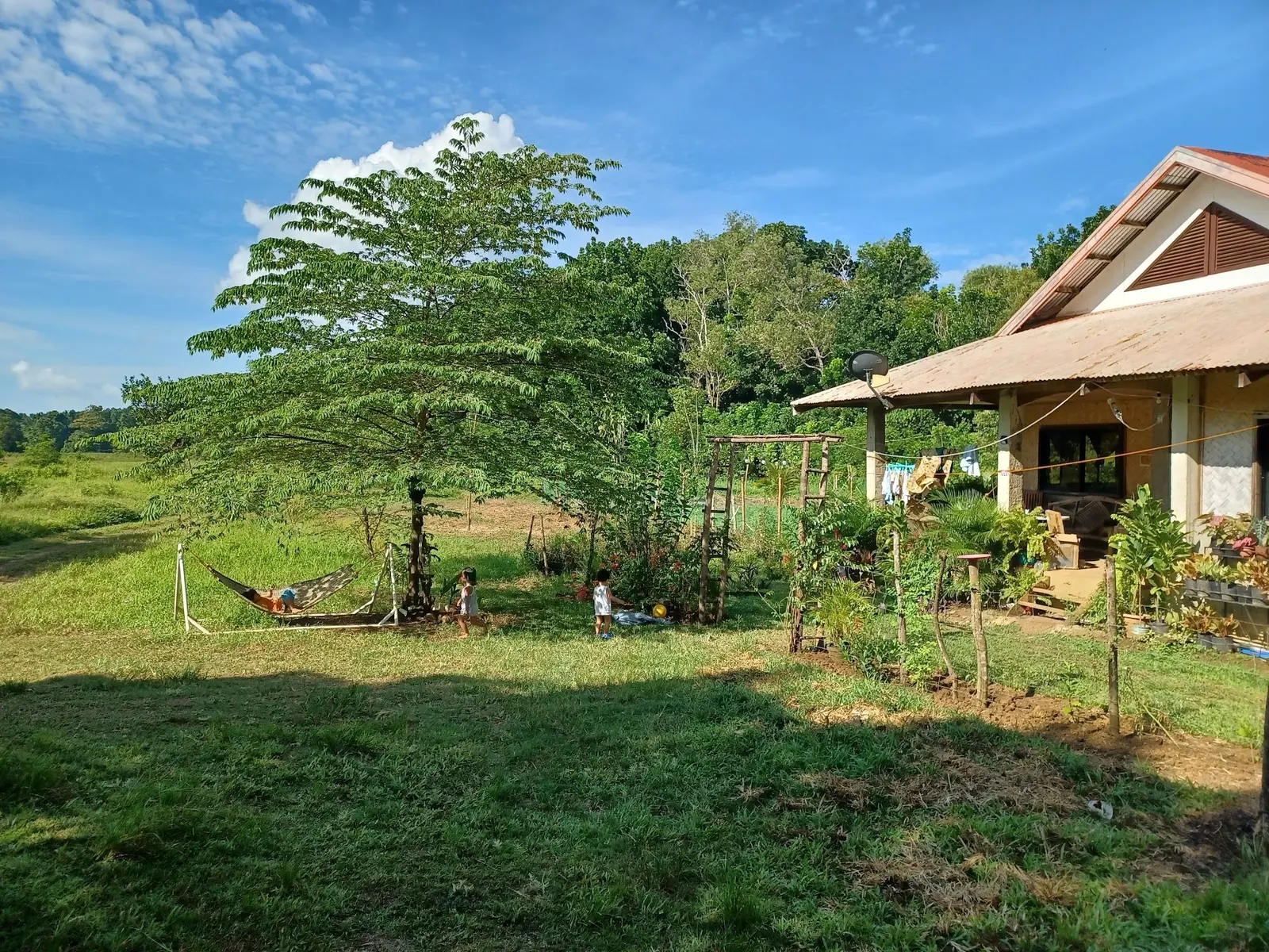 The farm lawn and a wooden house among the trees