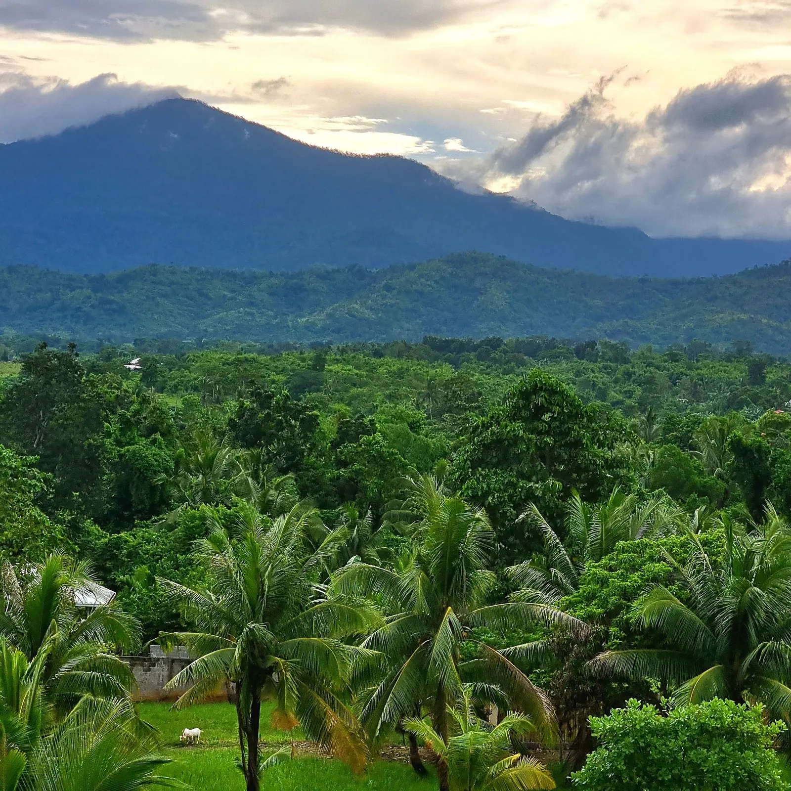 Green hills and coconut palms around the venue, under a mountain sky